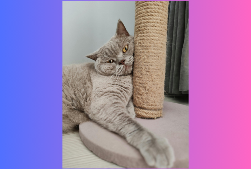 ilustracja artykułu: Czy legalnie można kupić egzotycznego kota w Polsce?- hodowla, przepisy i wskazówki dla przyszłych właścicieli